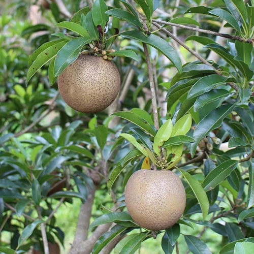 MEXICAN SAPODILLA