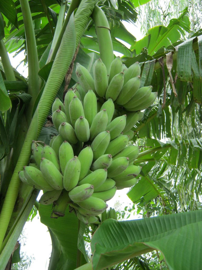 BANANA