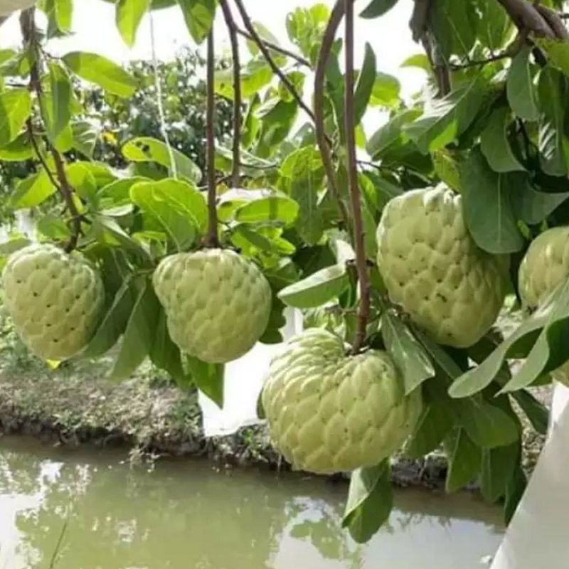 THAIS CUSTARD APPLE