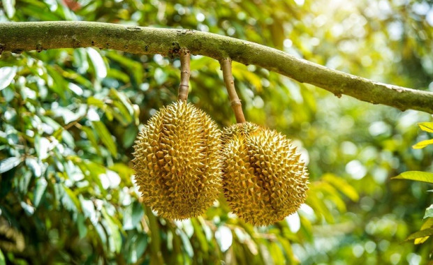 Đắk Lắk – Vùng nguyên liệu sầu riêng chủ lực của nước ta hiện nay