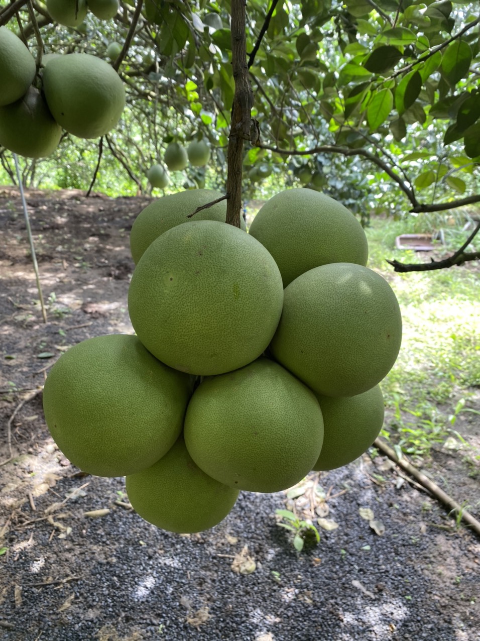 YELLOW POMELO