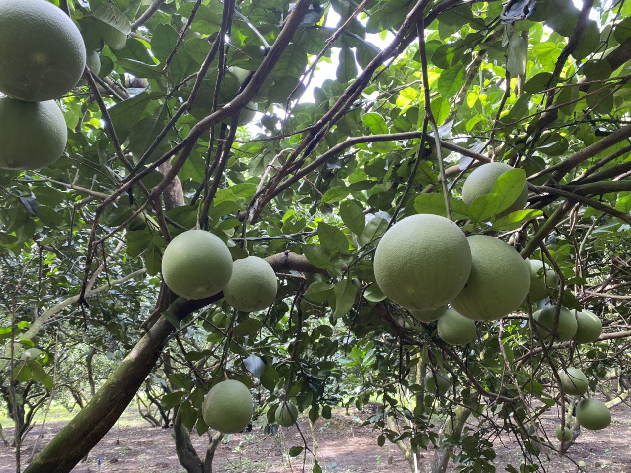 PINK POMELO