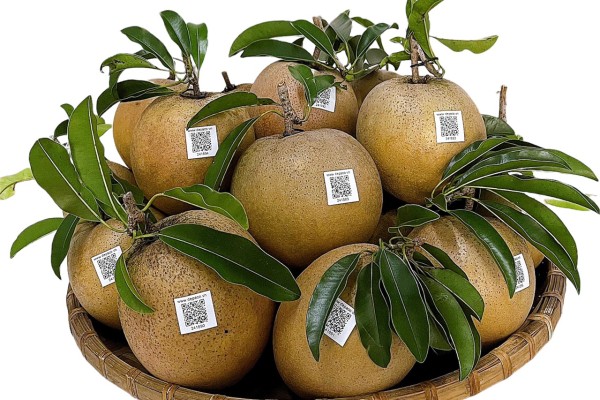 SAPODILLA