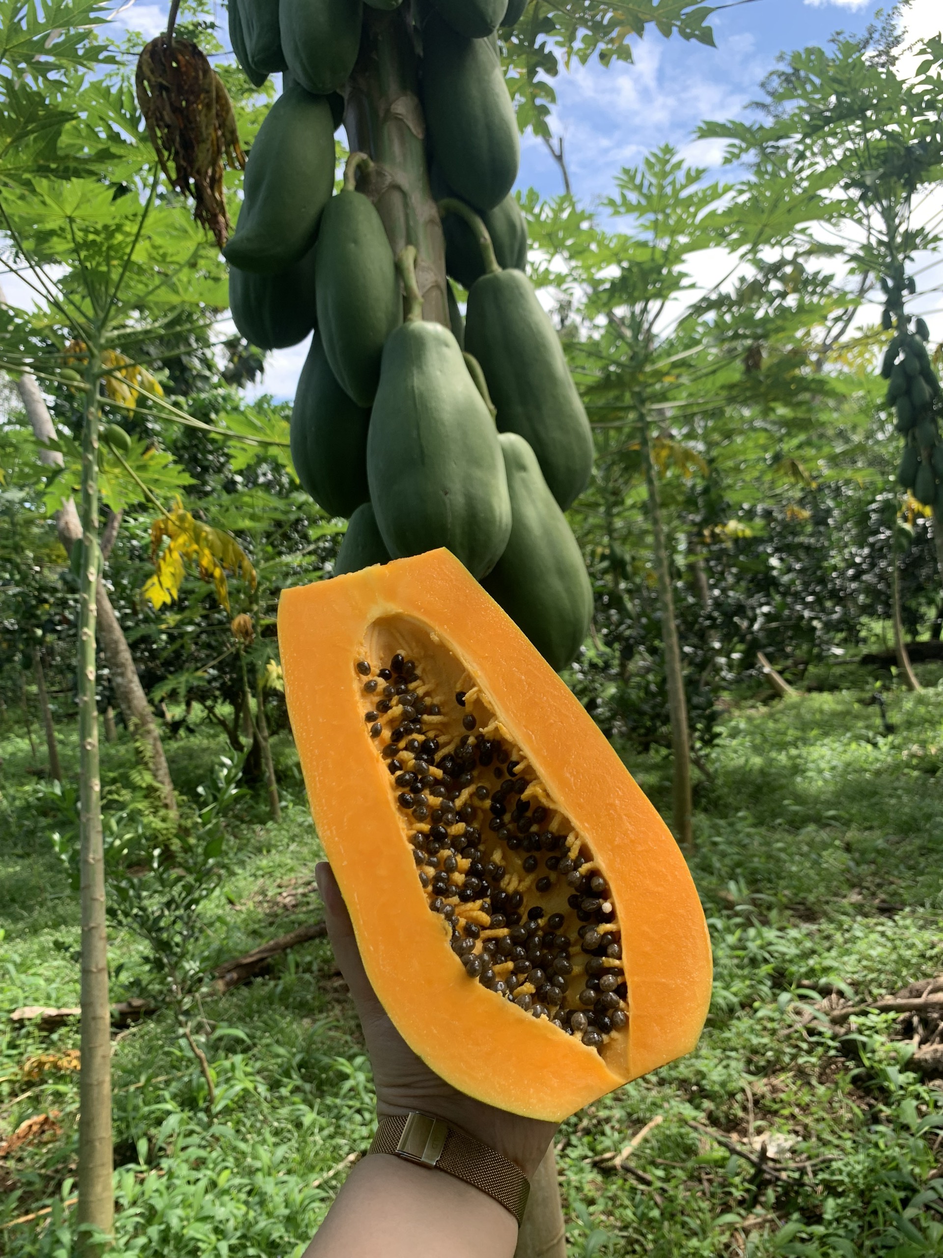 YELLOW PAPAYA
