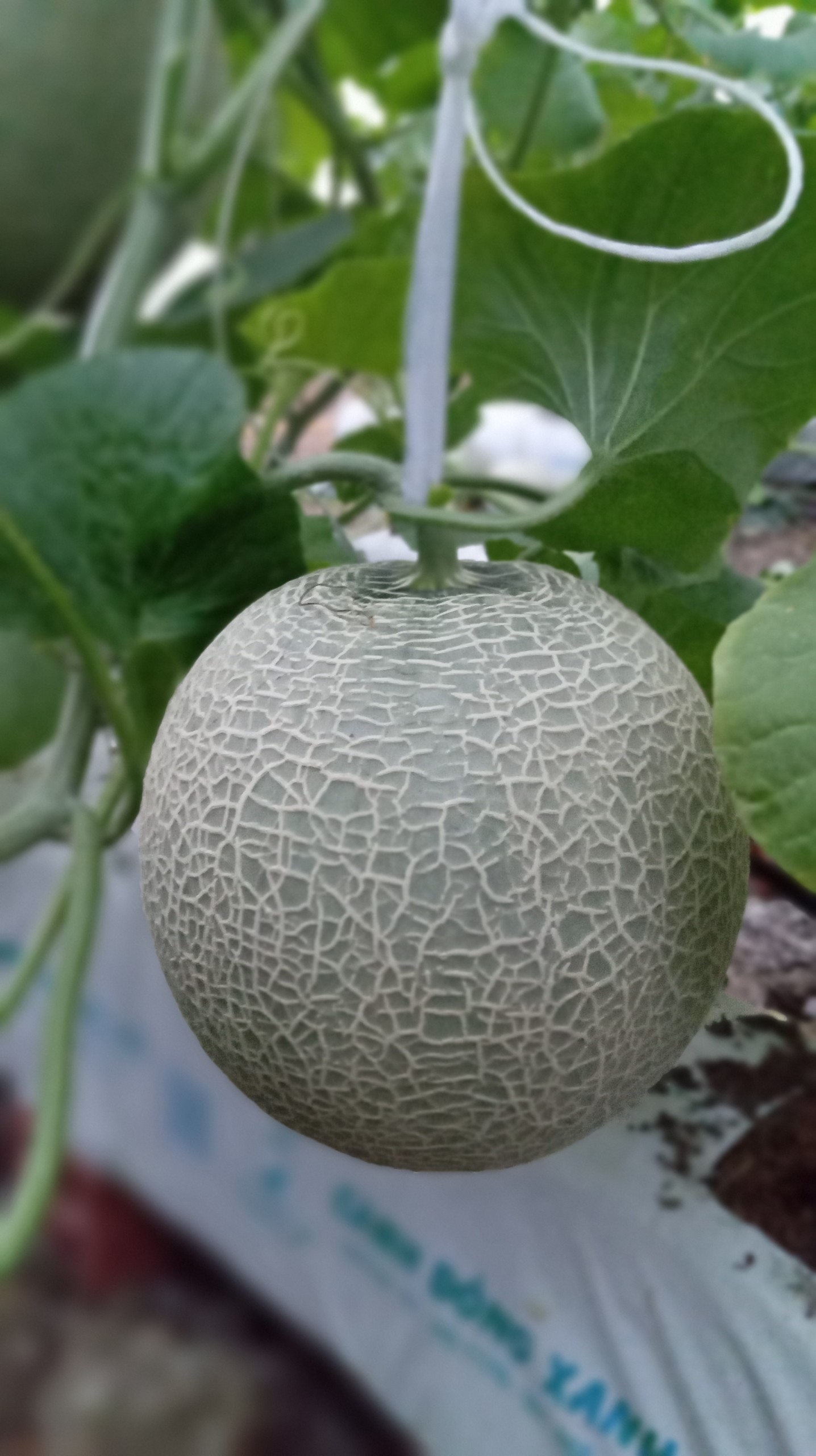 CANTALOUPE
