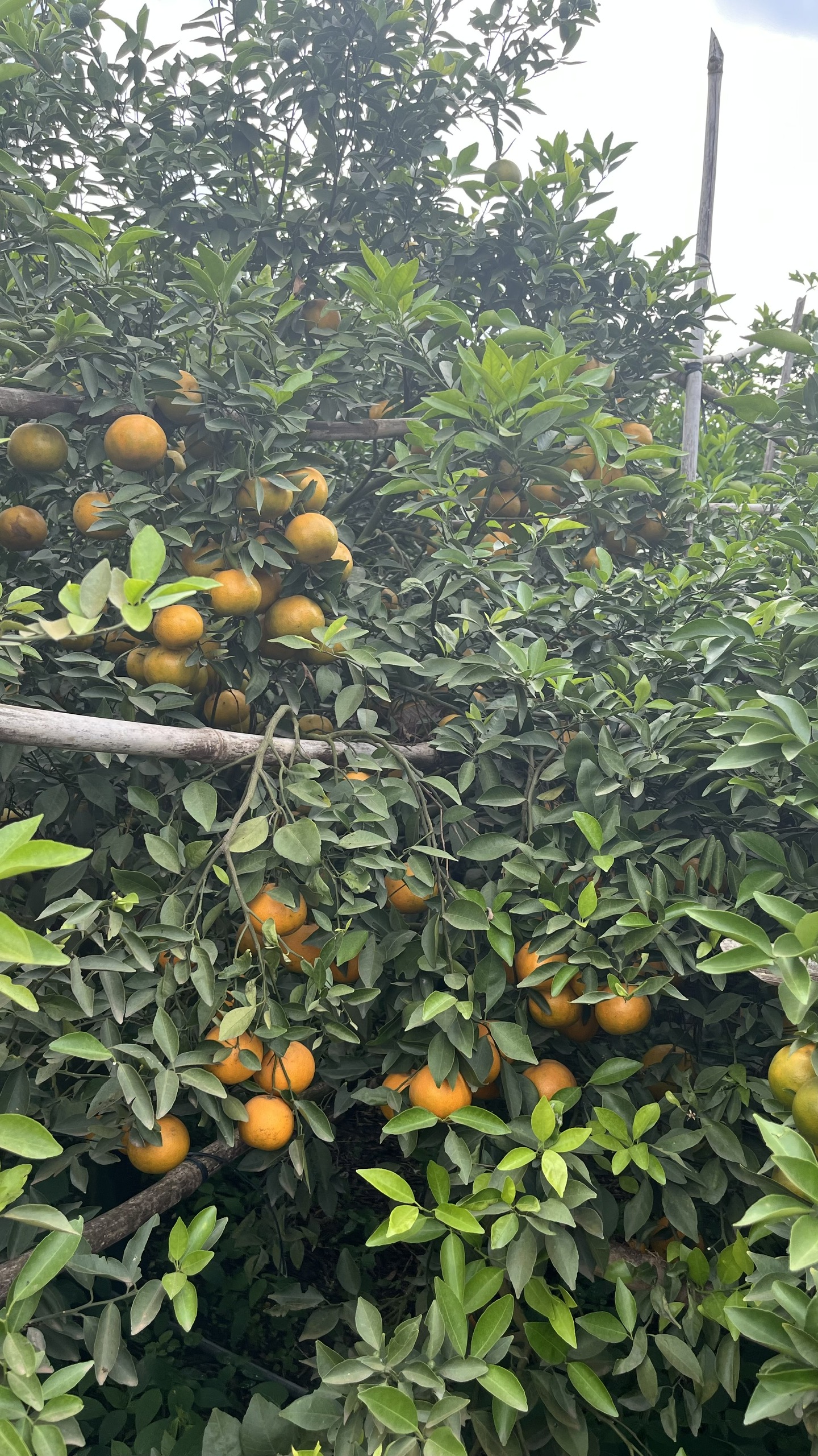 TANGERINE